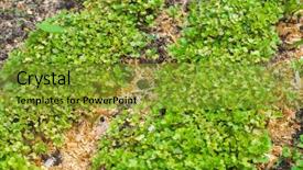  Presentation with eco friendly environment - PPT layouts having friendly go green rustic country background and a gold colored foreground