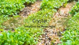  Presentation with eco friendly environment - Amazing theme having friendly go green rustic country backdrop and a yellow colored foreground