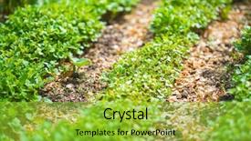  Presentation with eco friendly environment - Slides having friendly go green rustic country background and a yellow colored foreground