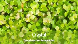  Presentation with eco friendly environment - Colorful slide deck enhanced with friendly go green rustic country backdrop and a shamrock green colored foreground