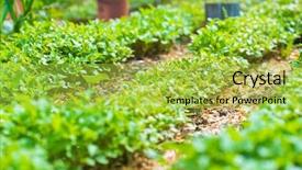  Presentation with eco friendly environment - Audience pleasing PPT layouts consisting of friendly go green rustic country backdrop and a yellow colored foreground