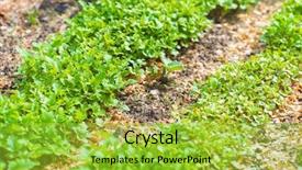  Presentation with eco friendly environment - PPT theme consisting of friendly go green rustic country background and a yellow colored foreground