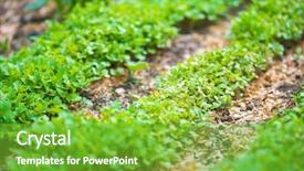  Presentation with eco friendly environment - Audience pleasing slide deck consisting of friendly go green rustic country backdrop and a shamrock green colored foreground