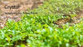  Presentation with eco friendly environment - Theme with friendly go green rustic country background and a coral colored foreground