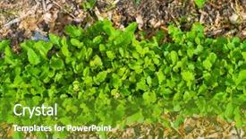  Presentation with eco friendly environment - Audience pleasing theme consisting of friendly go green rustic country backdrop and a tawny brown colored foreground