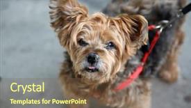  Presentation with leash - Amazing slides having friends walking away - dog a very old small backdrop and a  colored foreground