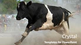  Presentation with rodeo - Theme enhanced with friesian bull on the run background and a gray colored foreground