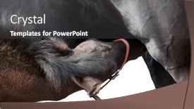  Presentation with foal - PPT theme consisting of friesian foal eating background and a dark gray colored foreground