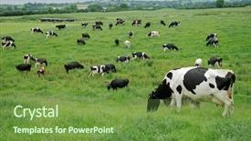  Presentation with dairy cow - Cool new slide deck with friesian holstein dairy cows grazing backdrop and a tawny brown colored foreground