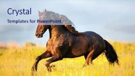  Presentation with horse racing robotics - Colorful presentation design enhanced with friesian horse galloping in sunset backdrop and a sky blue colored foreground