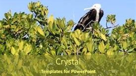  Presentation with frigate - Slide deck consisting of frigate baby bird in contoy background and a tawny brown colored foreground