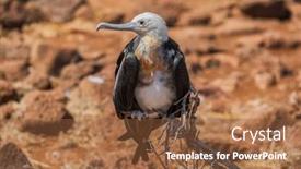  Presentation with frigate - Audience pleasing PPT layouts consisting of frigatebird on galapagos islands female backdrop and a tawny brown colored foreground