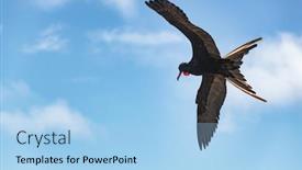  Presentation with frigate - Amazing presentation theme having frigatebird on galapagos islands flying magnificent frigate-bird in flight on north seymour island galapagos one male frigate birds with red neck gular pouch thoat sac backdrop and a light blue colored foreground