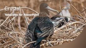 Presentation with frigate - Presentation with frigatebird-on-galapagos-islands-juvenile background and a coral colored foreground