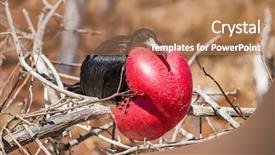  Presentation with frigate - Presentation theme enhanced with frigatebird on galapagos islands magnificent background and a coral colored foreground
