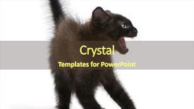  Presentation with kitten - Beautiful slides featuring frightened black kitten standing backdrop and a tawny brown colored foreground
