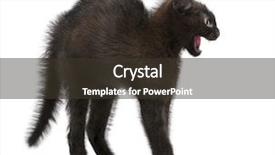  Presentation with kitten - Colorful PPT layouts enhanced with frightened black kitten standing backdrop and a tawny brown colored foreground