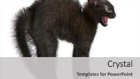  Presentation with kitten - Audience pleasing slide deck consisting of frightened black kitten standing backdrop and a light gray colored foreground
