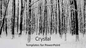  Presentation with nature big tree - Slide set featuring frigid - forest trees nature snow wood background and a light gray colored foreground