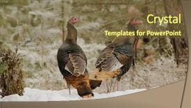  Presentation with winter evergreen forest - Slide set featuring frigid - group of male wild turkey background and a  colored foreground