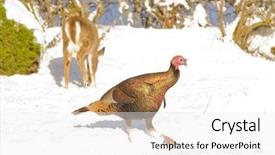  Presentation with turkey - Slides enhanced with frigid - male wild turkey meleagris gallopavo background and a  colored foreground