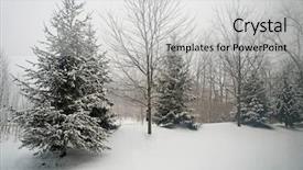  Presentation with pine trees - Presentation theme consisting of frigid - pine trees in ice fog background and a light gray colored foreground
