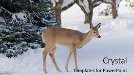  Presentation with whitetail deer - Cool new presentation with frigid - whitetail deer odocoilus virginianus backdrop and a  colored foreground