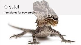  Presentation with water monitor lizard or varanus - Presentation design featuring frill-necked lizard also known background and a light gray colored foreground