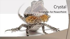  Presentation with water monitor lizard or varanus - Beautiful PPT layouts featuring frill-necked lizard also known backdrop and a light gray colored foreground