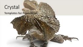  Presentation with water monitor lizard or varanus - Theme with frill-necked lizard also known background and a coral colored foreground