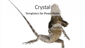  Presentation with water monitor lizard or varanus - PPT layouts featuring frill-necked lizard also known background and a white colored foreground