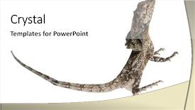  Presentation with water monitor lizard or varanus - Colorful slide deck enhanced with frill-necked lizard also known backdrop and a white colored foreground