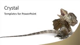  Presentation with water monitor lizard or varanus - Amazing presentation theme having frill-necked lizard also known backdrop and a white colored foreground