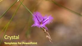  Presentation with southwest - Beautiful slide deck featuring fringe lily with fringed edge backdrop and a tawny brown colored foreground