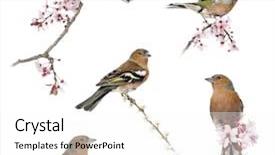  Presentation with branch - Slides having fringilla coelebs- isolated on white background and a white colored foreground