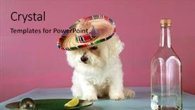  Presentation with tequila - Cool new slides with frise celebrates cinco de mayo backdrop and a coral colored foreground