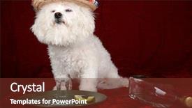  Presentation with tequila - Cool new PPT layouts with frise celebrates cinco de mayo backdrop and a tawny brown colored foreground