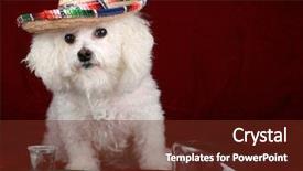  Presentation with tequila - Cool new PPT layouts with frise celebrates cinco de mayo backdrop and a tawny brown colored foreground