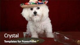  Presentation with tequila - Slides having frise celebrates cinco de mayo background and a tawny brown colored foreground