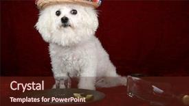  Presentation with tequila - Audience pleasing theme consisting of frise celebrates cinco de mayo backdrop and a tawny brown colored foreground