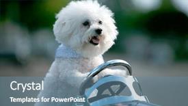  Presentation with dog boarding - Amazing presentation theme having frise dog drives her hot backdrop and a seafoam green colored foreground