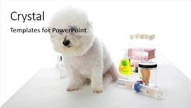  Presentation with human beings - Presentation theme having frise works in a labratory background and a white colored foreground