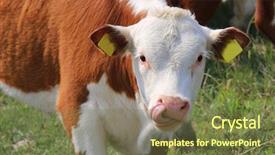  Presentation with white holstein friesian dairy cow - Colorful PPT theme enhanced with frisian - cow in a field licking backdrop and a tawny brown colored foreground
