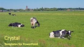  Presentation with dairy cows or buffalo - PPT theme enhanced with frisian - cows in the meadow background and a tawny brown colored foreground
