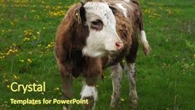  Presentation with dairy cow - Beautiful slide set featuring frisian - curious dairy cow stands backdrop and a tawny brown colored foreground