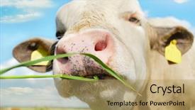  Presentation with grazing - Amazing slide set having frisian - happy cow grazing backdrop and a coral colored foreground