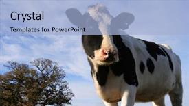  Presentation with cow - Cool new PPT theme with frisian - holstein cow backdrop and a light blue colored foreground