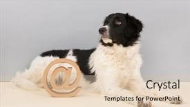  Presentation with dog - Beautiful PPT layouts featuring frisian - stabyhoun dog with at sign backdrop and a  colored foreground