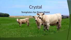  Presentation with summer time - Slides having frisian - three inquisitive cows looking background and a light blue colored foreground