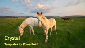  Presentation with white horse - Slide deck enhanced with frisian - white horse standing background and a tawny brown colored foreground